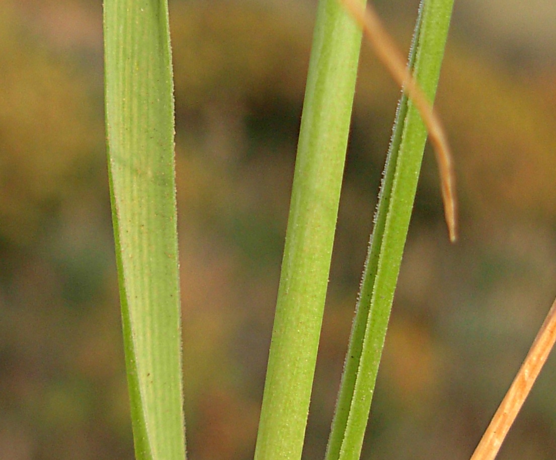 Allium trifoliatum ?